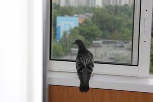 Bejelentkezés - egy galamb repült az erkélyen