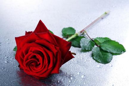 Oltás rózsák - hozzon létre egy szép rózsakert saját kezűleg, reprodukció