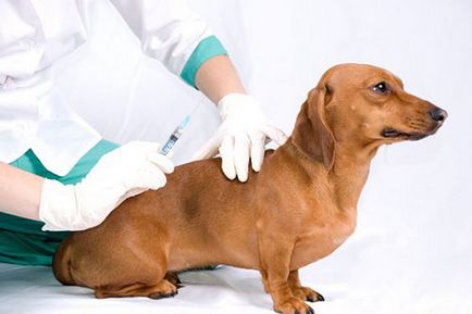 Védőoltások kutyáknak, hogy mit és milyen korban - a betegség a kutyák
