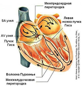 Szív ingerületvezetési rendszer - kiságy Betegszállító