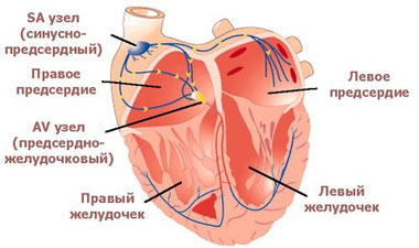 Szív ingerületvezetési rendszer - kiságy Betegszállító