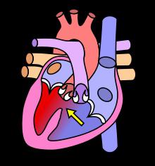 Levezetése rendszer a szív szerkezetét, funkcióját és anatómiai és fiziológiai jellemzői