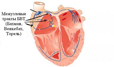 Levezetése rendszer a szív szerkezetét és funkcióját