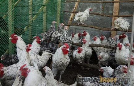 Puskinszkaja csirke fajta tyúk optimális egyéni gazdaság