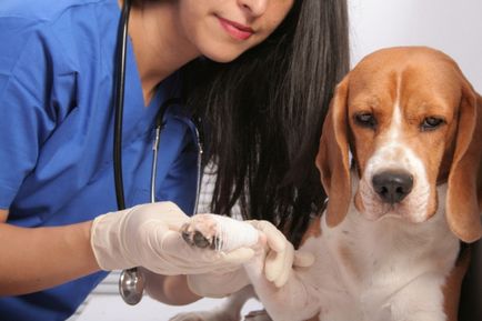 A seb a kutya mancsa a test, mint kezelni, hogyan kell kezelni és fertőtleníthető
