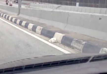 Sérült macska ül a pálya szélén, és az autó elhaladt