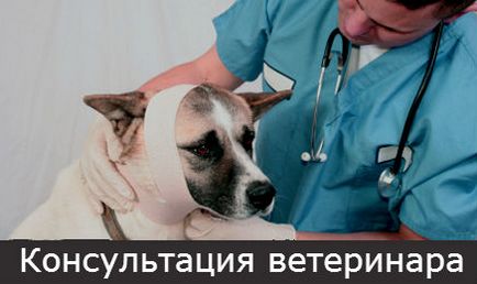 Sebek a kutyák, sebek kezelésére kutyáknál