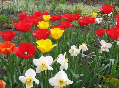 Növényekre tavaszi virágágyások és azok telepítési szabályok a kertben területen