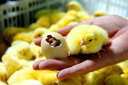csirke tojás fejlődés ugrásszerűen - leírás, képek és videó