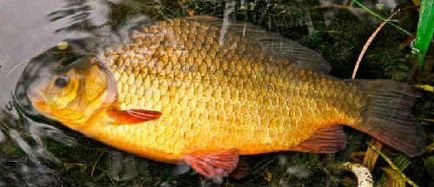 Fish ponty, fotó és leírás, hogy mit eszik, hány életet, ha ívik