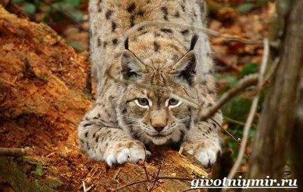 állati lynx