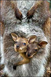 Szülési kenguru, mint ez történik