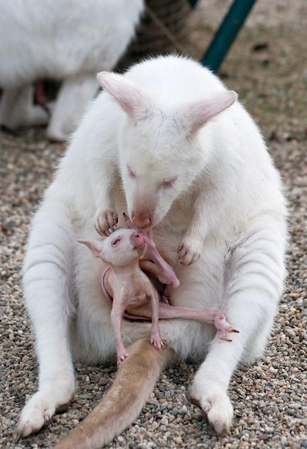 Szülési kenguru, mint ez történik