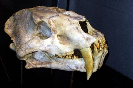 Fogazott tigris „- Smilodon