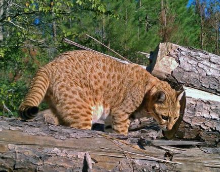 Safari - a hibrid fajta macska (fotó)
