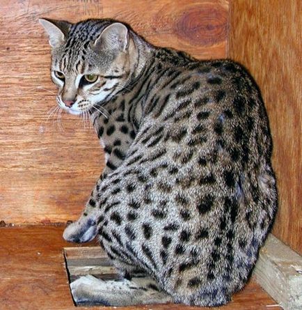 Safari - a hibrid fajta macska (fotó)