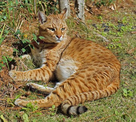 Safari - a hibrid fajta macska (fotó)