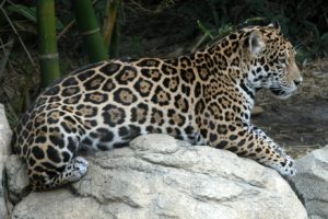 A legnagyobb vadon élő ragadozó macska a világon