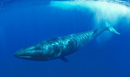 A legnagyobb bálnák a világ