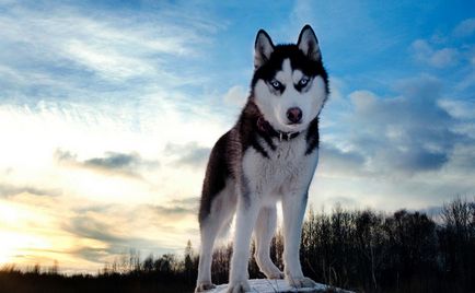 A legősibb kutyafajták a világon leírás és fényképek, mind a kutyák