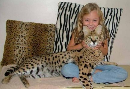A legnagyobb macska fajták