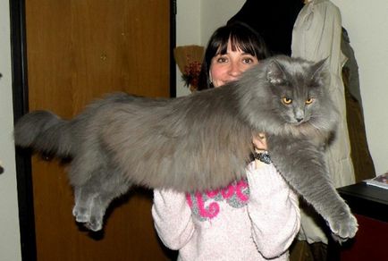 A legnagyobb macska fajták