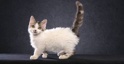 A legkisebb macska fajták 17 faj, a fényképeket és nevek
