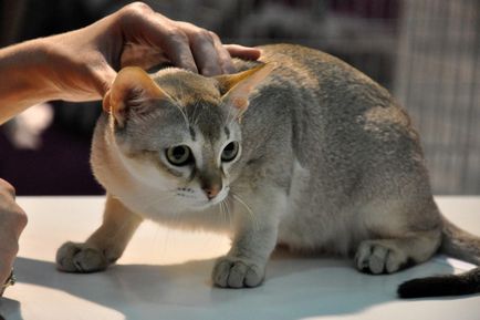 A legkisebb macska fajták 17 faj, a fényképeket és nevek