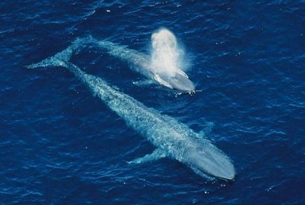A legnagyobb bálna a világon - topkin, 2017