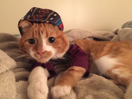 A legdivatosabb macska lány varr elegáns ruhákat egy macska-allergiás ember, hogy megkönnyítse az életét -