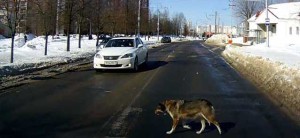 Lődd le a kutyát autóval jele
