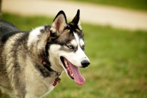 Nordic kutyafajták képekkel és nevek „hogy mancs”