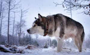 Nordic kutyafajták képekkel és nevek „hogy mancs”