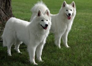 Nordic kutyafajták képekkel és nevek „hogy mancs”