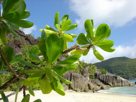 Seychelle-szigetek - nyaralás, időjárás, vélemények, fotók