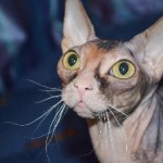 Sphinx macska képességgel és gondozás véleménye, előnyei és hátrányai, fotó, cica ár kotizm