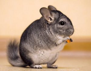 Chinchilla tartalom otthon - celhozportal