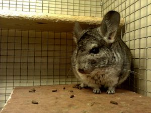 Chinchilla tartalom otthon - celhozportal