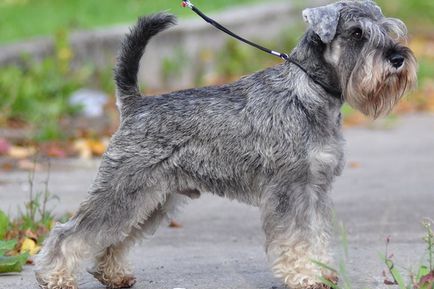 Schnauzer (schnauzer, törpe schnauzer) fotó és egy leírást a fajta fajta kutyák, történelem