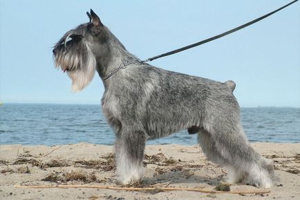 Schnauzer (schnauzer, törpe schnauzer) fotó és egy leírást a fajta fajta kutyák, történelem