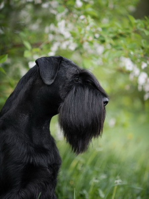 Schnauzer (schnauzer, törpe schnauzer) fotó és egy leírást a fajta fajta kutyák, történelem