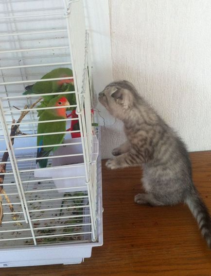 Scottish Fold - a macska nem tud miau