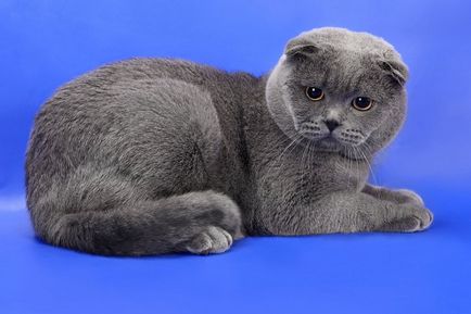 Scottish Fold - a macska nem tud miau