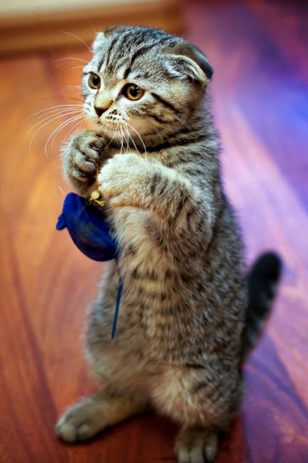 Scottish Fold - a macska nem tud miau