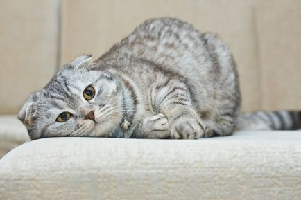 Scottish Fold - a macska nem tud miau