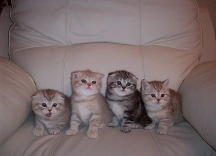 Scottish Fold - a macska nem tud miau