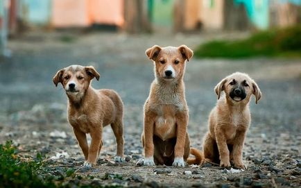 Hány kutya él évben átlagosan, az otthon, az utcán,