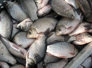 Hány élő ponty - halászat a feeder