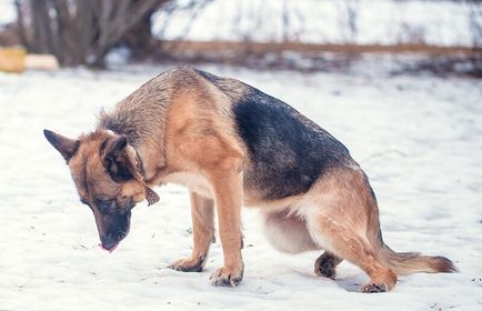 Gyengesége a hátsó lábak a kutyák hogyan segít az állat