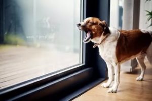 Kutya tüsszögés okok, kezelés, mit kell tenni, hogy meggyógyítsa
